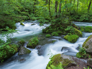 Obraz premium 奥入瀬渓流