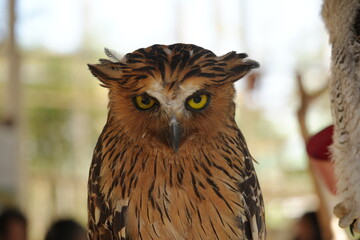 Ketupa ketupu, commonly known as the Buffy Fish Owl, is a species of large owl native to Southeast Asia. It is known for its distinctive appearance and specialized diet.|馬來漁鴞