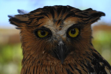 Ketupa ketupu, commonly known as the Buffy Fish Owl, is a species of large owl native to Southeast Asia. It is known for its distinctive appearance and specialized diet.|馬來漁鴞