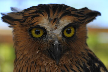 Ketupa ketupu, commonly known as the Buffy Fish Owl, is a species of large owl native to Southeast Asia. It is known for its distinctive appearance and specialized diet.