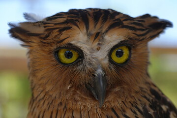 Ketupa ketupu, commonly known as the Buffy Fish Owl, is a species of large owl native to Southeast Asia. It is known for its distinctive appearance and specialized diet.|馬來漁鴞