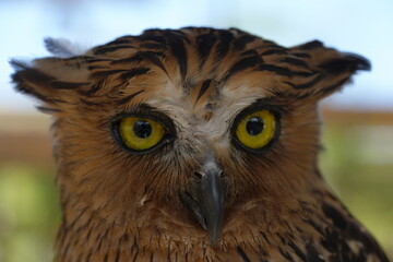 Ketupa ketupu, commonly known as the Buffy Fish Owl, is a species of large owl native to Southeast Asia. It is known for its distinctive appearance and specialized diet.|馬來漁鴞