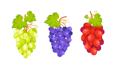 Three bunches of grapes hanging from a vine with green leaves, representing the diversity of colors of this fruit