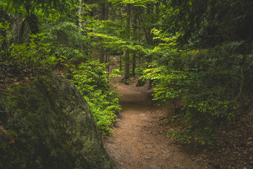 Obraz premium footpath in the forest