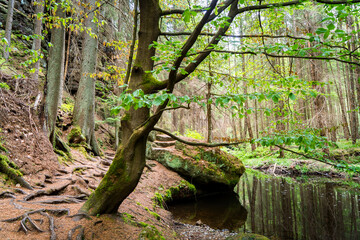 hiking in the forest at a river