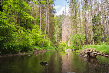 river in the woods