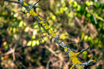 macro shot, close up view yellow mosses on a branch