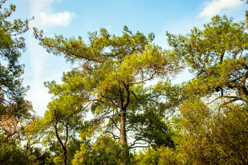 pine trees and sky