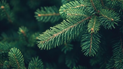 Christmas Backround. Conifer Tree Branches in Green Forest Landscape