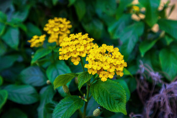 yellow flowers and green leaves in the garden
