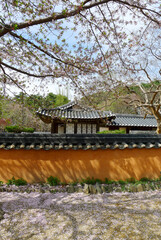 Korean traditional house with cherry blossoms, Gangneung, April, 2023