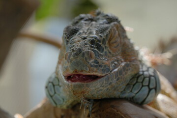 The Green Iguana (Iguana iguana) is a large, arboreal lizard native to Central and South America. It is known for its vibrant green coloration and impressive size, making it a popular species|美洲鬣蜥