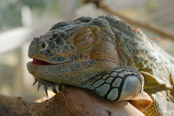 The Green Iguana (Iguana iguana) is a large, arboreal lizard native to Central and South America. It is known for its vibrant green coloration and impressive size, making it a popular species|美洲鬣蜥
