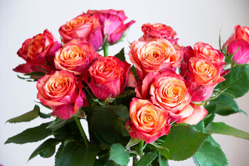 グラデーションカラーのバラ