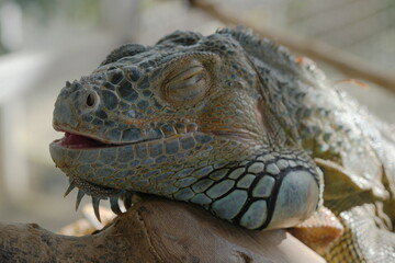 The Green Iguana (Iguana iguana) is a large, arboreal lizard native to Central and South America. It is known for its vibrant green coloration and impressive size, making it a popular species|美洲鬣蜥