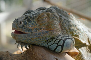 The Green Iguana (Iguana iguana) is a large, arboreal lizard native to Central and South America. It is known for its vibrant green coloration and impressive size, making it a popular species|美洲鬣蜥