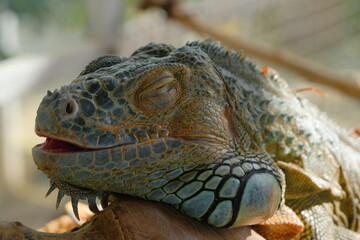 galapagos land iguana