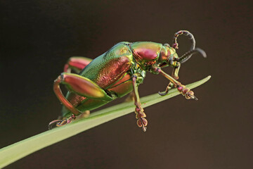A frog leg beetle is looking for food in a wildflower. This insect has the scientific name Sagra sp. 