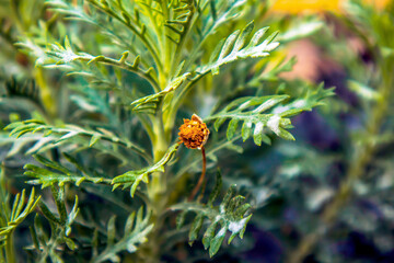 Obraz premium close-up green leaves and tiny orange color flower