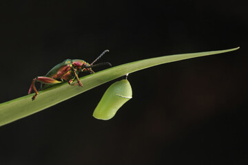 A frog leg beetle is looking for food in a wildflower. This insect has the scientific name Sagra sp. 