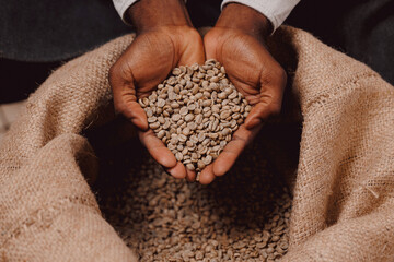 African barista holding fresh green coffee beans on burlap background in roasting factory, quality control of aroma, top view