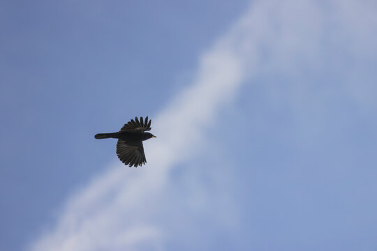 Alpine Chough in Flight