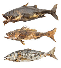 rotten fish on isolated background
