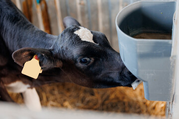 Closeup newborn calf drinks colostrum milk from teat. Ecological feeding of baby cows on farm...