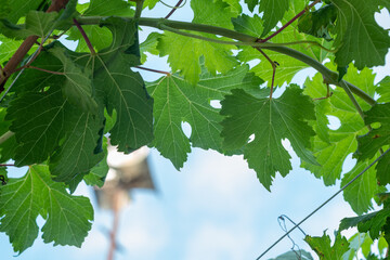 leaves of a vine growing in the yard