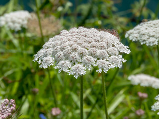 Daucus carota or wild carrot white umbel closeup.