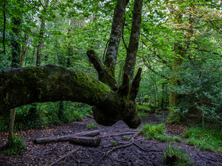 Stange Shaped Tree in a Cornish Woodland.