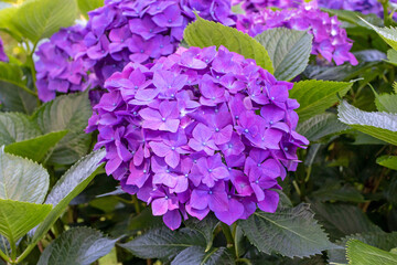 Hydrangea macrophylla purple violet flower heads closeup.