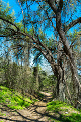 Obraz premium A serene natural scene with a fallen tree by a calm river under a clear sky