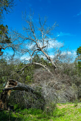 Natural landscape, dry trees against the background of a river and blue sky