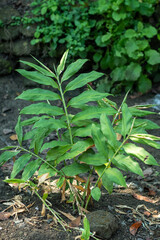 leaves in the garden Alpinia galanga (L.) Willd.