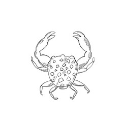 Cute line technique crab. Hand drawn  elements. Sea animals. Vector doodle objects for your design.