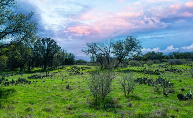 Opuntia sp. - cactus with green leaf-shaped succulent prickly stems among dry grass