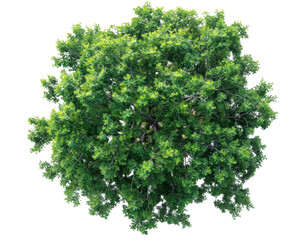 Obraz premium Lush green tree canopy viewed from above, showcasing vibrant foliage and intricate branches in natural sunlight.