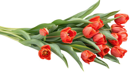 Beautiful bouquet of vibrant red tulips, perfect for spring decorations and floral arrangements.