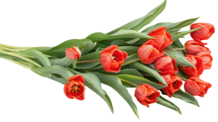 Beautiful bouquet of vibrant red tulips, perfect for spring decorations and floral arrangements.