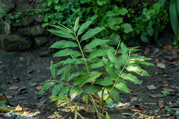 leaves in the garden Alpinia galanga (L.) Willd.