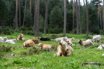 cows and calves grazing freely in the green field with pine trees in the background