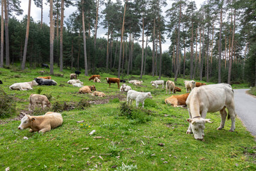 cows and calves grazing freely in the green field with pine trees in the background