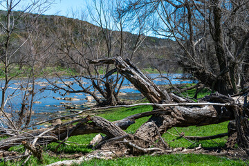 Natural landscape, dry trees against the background of a river and blue sky