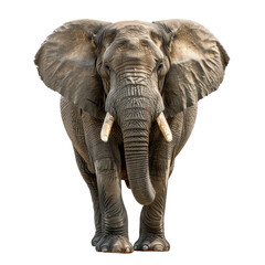 An Elephant isolated on a transparent background for web, banner, wallpaper