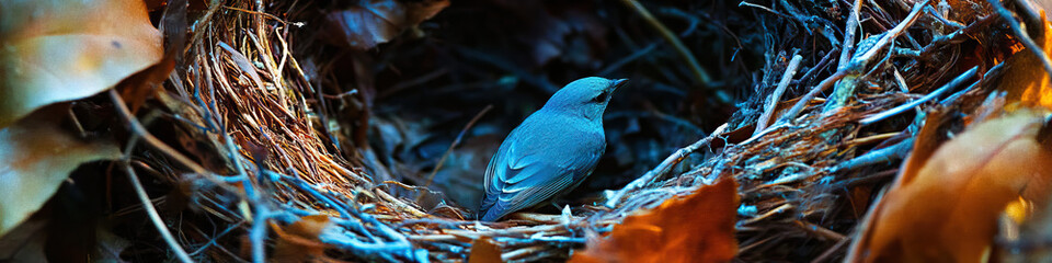 Naklejka premium Empty Nest: An abandoned bird's nest, once teeming with life, now forlorn and silent.
