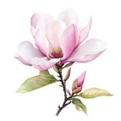 Obraz premium A delicate magnolia flower with soft pink petals, complemented by a budding flower and green leaves, showcasing beauty and elegance in nature