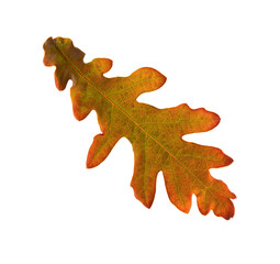 Fototapeta premium Autumn leaf of Oak isolated on a white background.