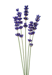 Obraz premium Five sprigs of Lavender isolated on white background.