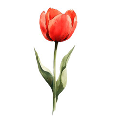 Obraz premium A vibrant red tulip with delicate petals and green leaves, symbolizing beauty and springtime.